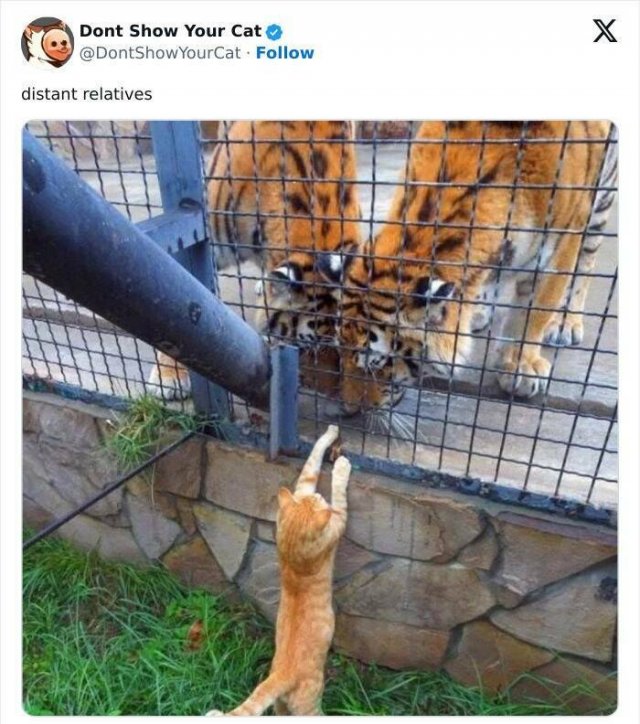 Memes With Animals (20 pics)