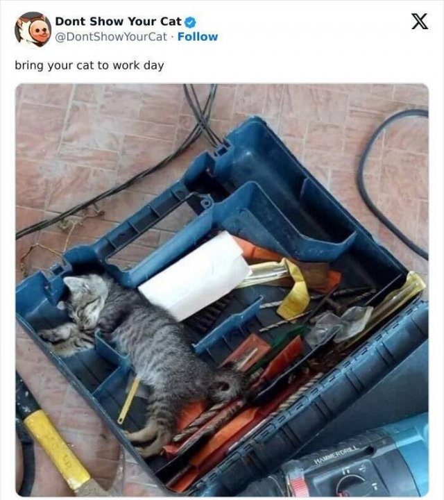 Memes With Animals (20 pics)