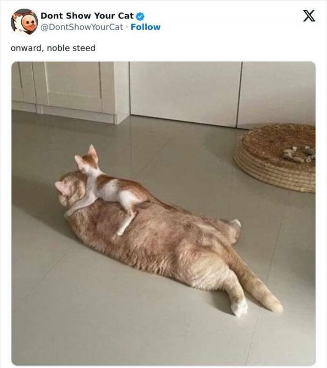Memes With Animals (20 pics)