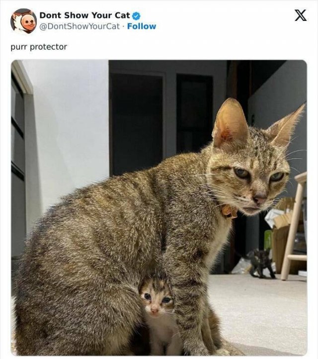 Memes With Animals (20 pics)