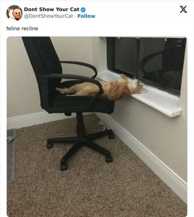 Memes With Animals (20 pics)