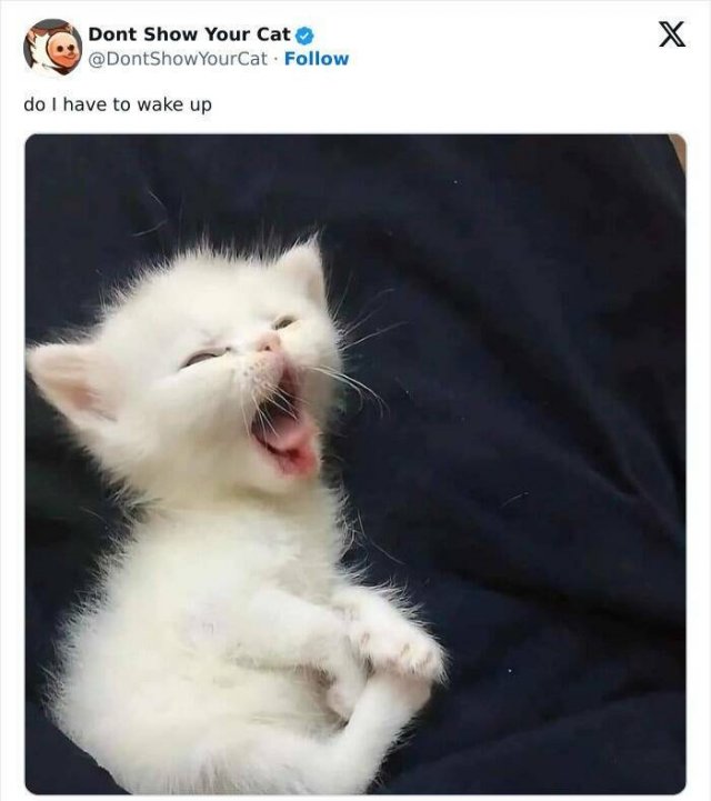 Memes With Animals (20 pics)