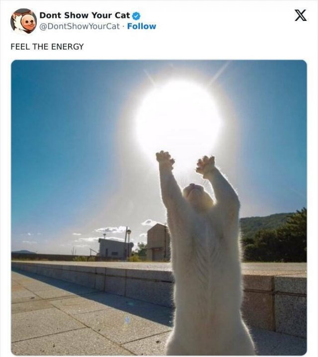 Memes With Animals (20 pics)