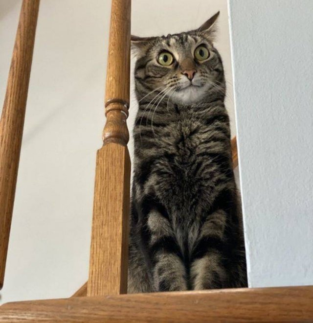 People Share Their Pets (18 pics) People Share Their Pets (18 pics)