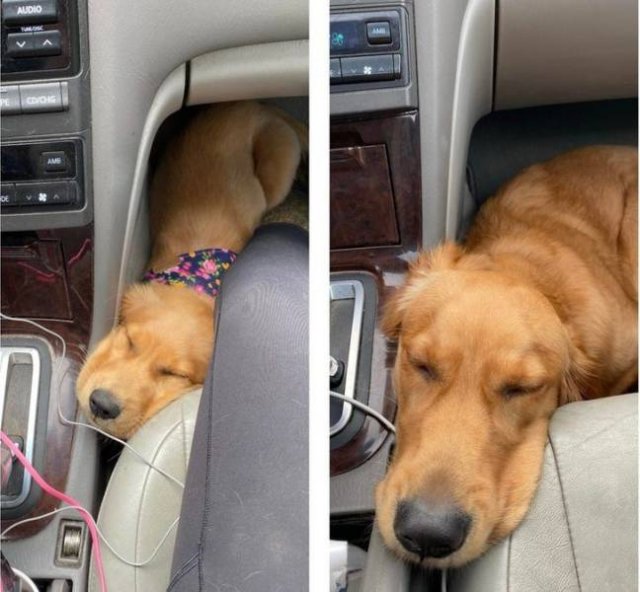 People Share Their Pets (18 pics) People Share Their Pets (18 pics)