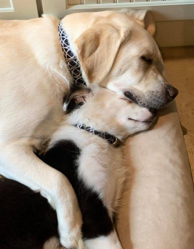 People Share Their Pets (18 pics) People Share Their Pets (18 pics)