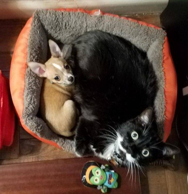 People Share Their Pets (18 pics) People Share Their Pets (18 pics)