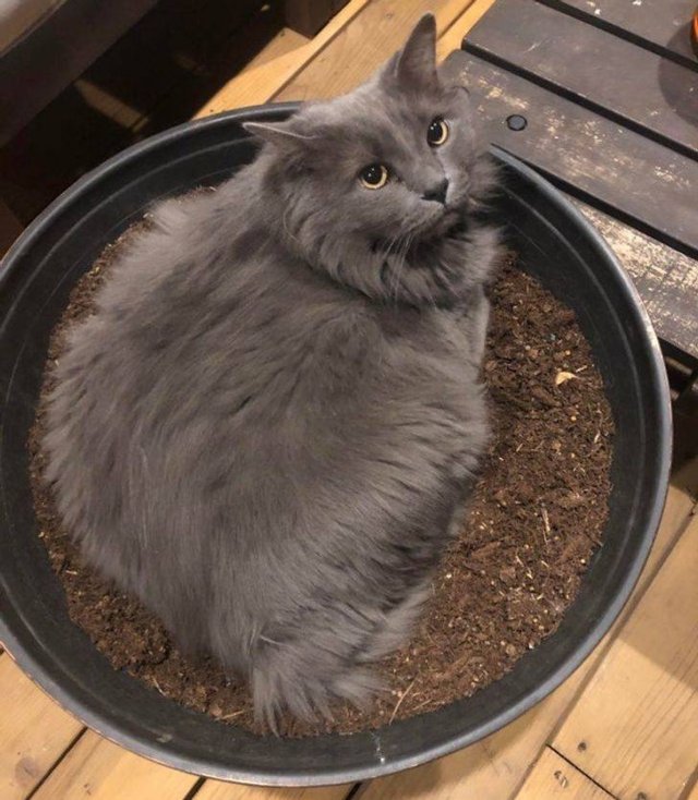 People Share Their Pets (18 pics) People Share Their Pets (18 pics)