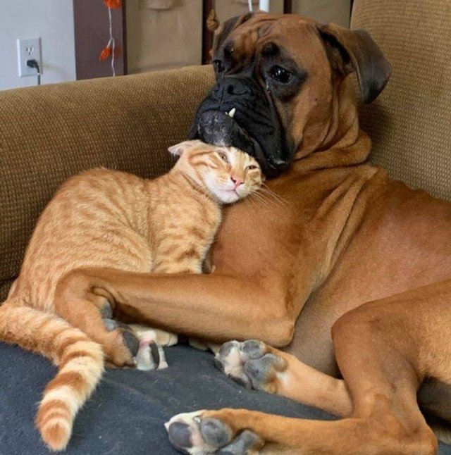 People Share Their Pets (18 pics) People Share Their Pets (18 pics)