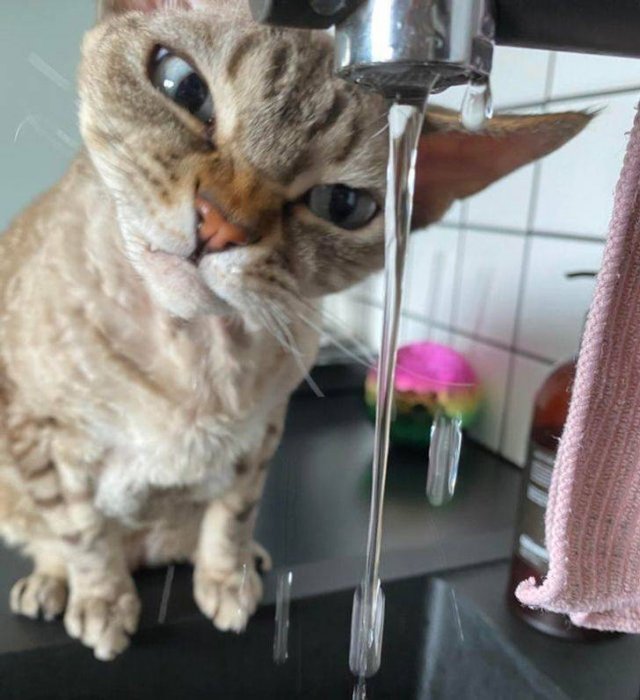 People Share Their Pets (18 pics)