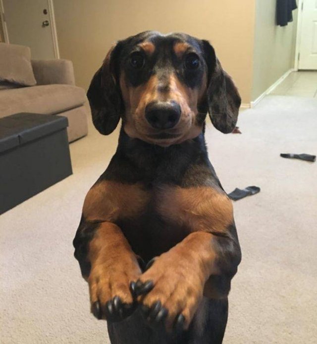 People Share Their Pets (18 pics) People Share Their Pets (18 pics)