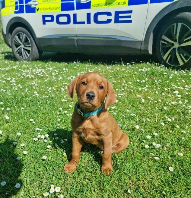 Adorable Police Puppies (25 pics)