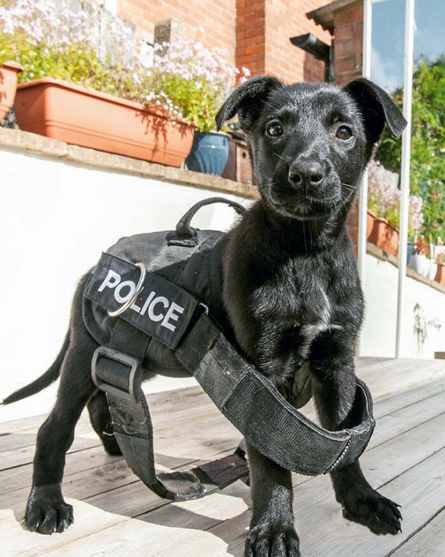 Adorable Police Puppies (25 pics)
