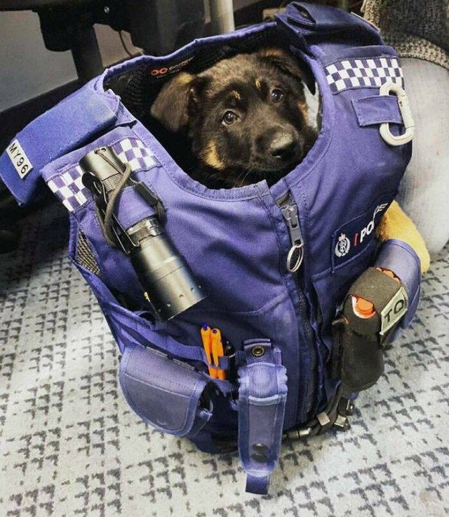Adorable Police Puppies (25 pics)