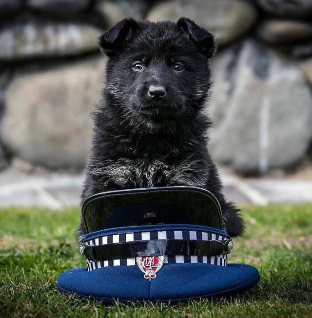Adorable Police Puppies (25 pics)