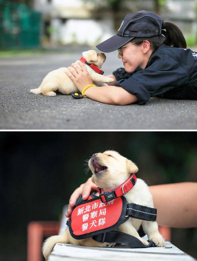 Adorable Police Puppies (25 pics)