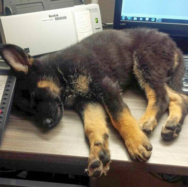 Adorable Police Puppies (25 pics)