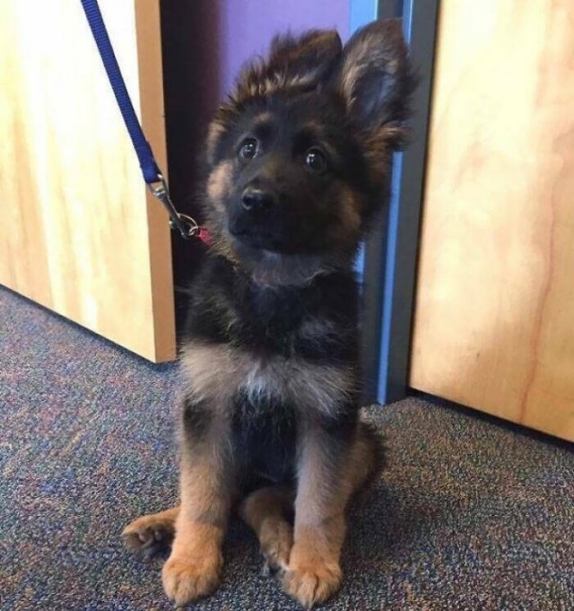 Adorable Police Puppies (25 pics)