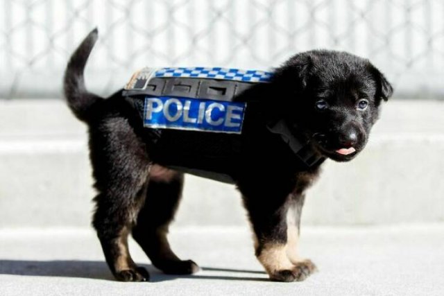 Adorable Police Puppies (25 pics)