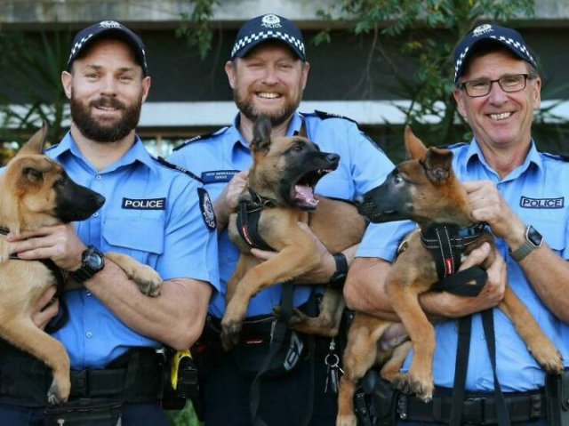 Adorable Police Puppies (25 pics)