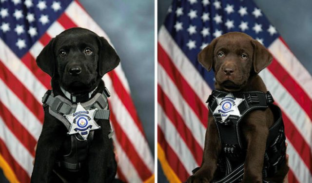 Adorable Police Puppies (25 pics)