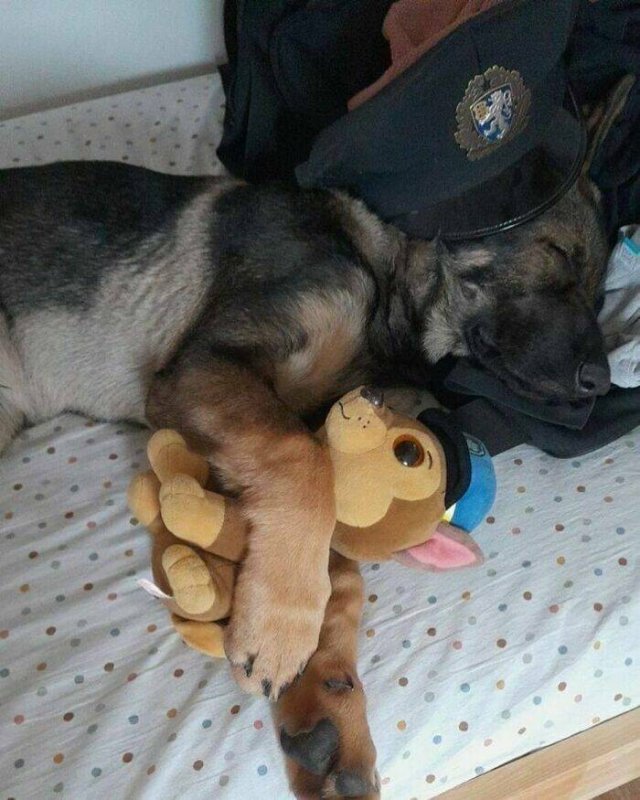 Adorable Police Puppies (25 pics)