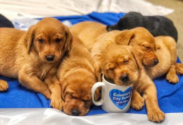 Adorable Police Puppies (25 pics)