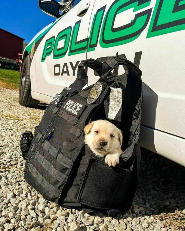 Adorable Police Puppies (25 pics)