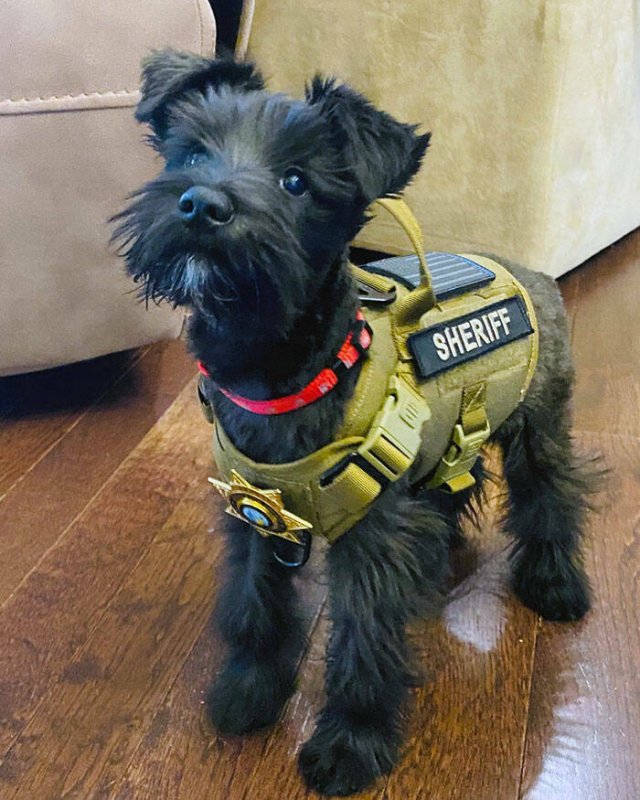 Adorable Police Puppies (25 pics)