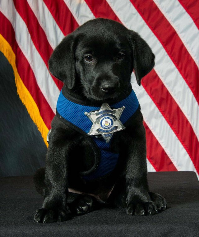 Adorable Police Puppies (25 pics)