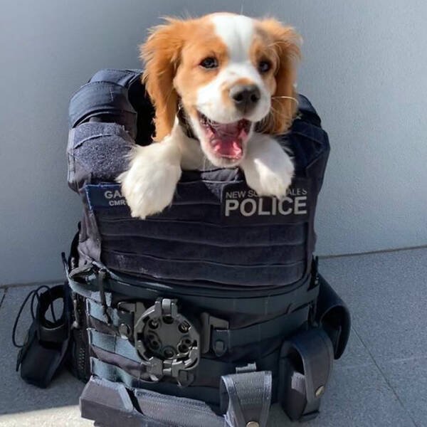 Adorable Police Puppies (25 pics)