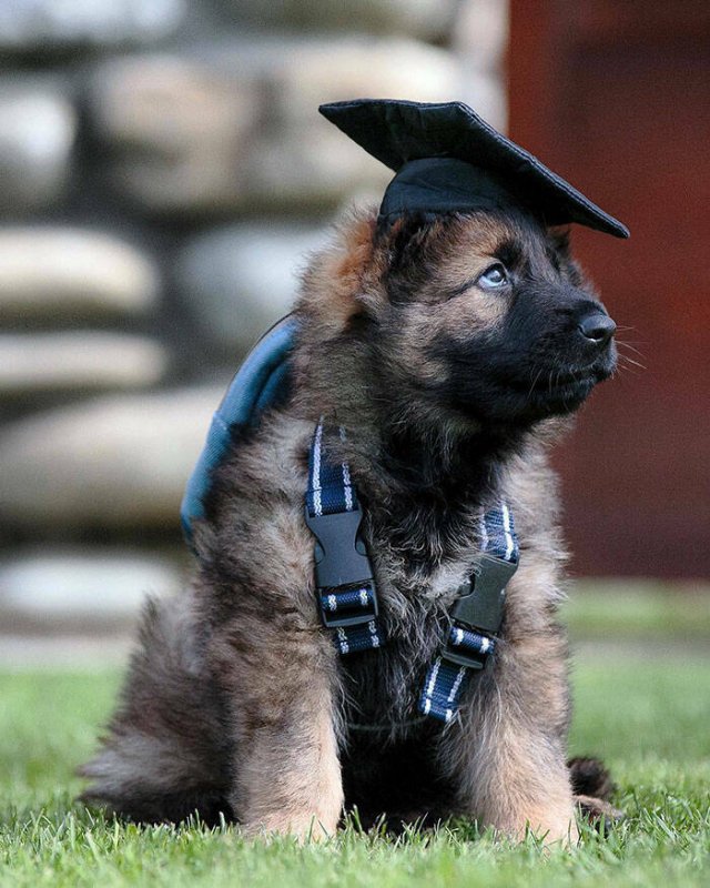 Adorable Police Puppies (25 pics)