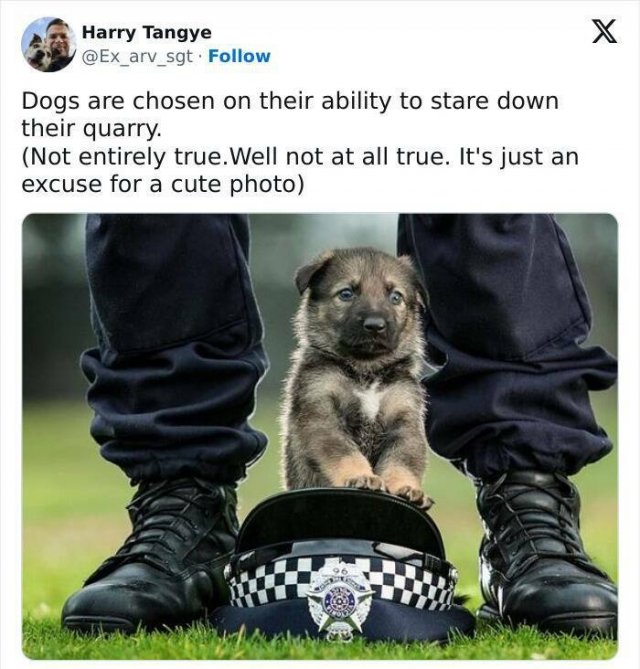 Adorable Police Puppies (25 pics)