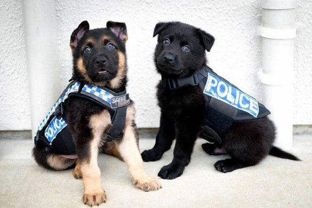 Adorable Police Puppies (25 pics)