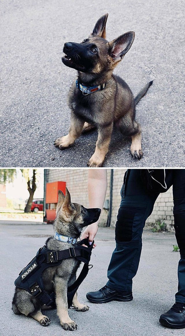 Adorable Police Puppies (25 pics)