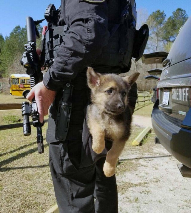 Adorable Police Puppies (25 pics)