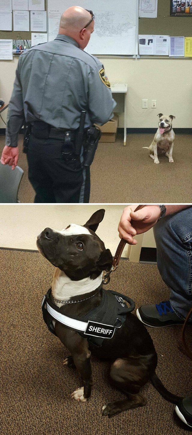 Adorable Police Puppies (25 pics)