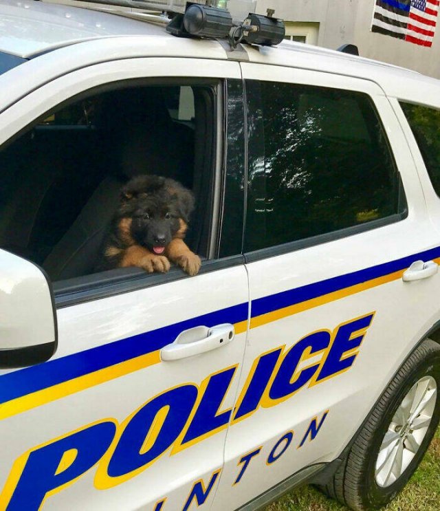 Adorable Police Puppies (25 pics)