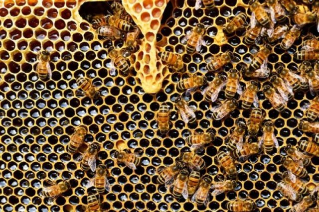 Unusual Facts About Food Production (20 pics)