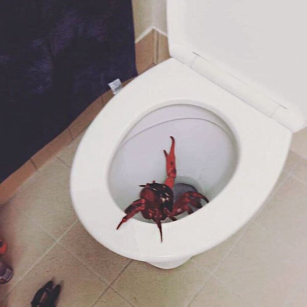 Creepy Finds (44 pics)