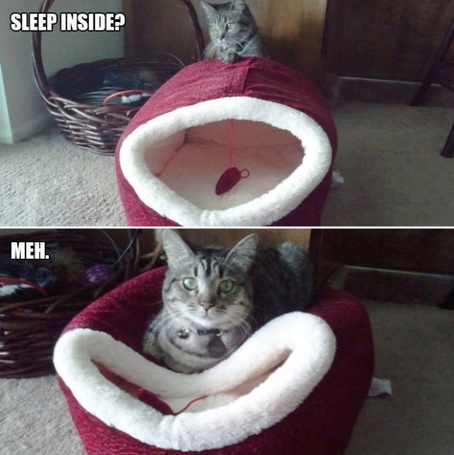 Cats Don't Care About Gifts (22 pics)