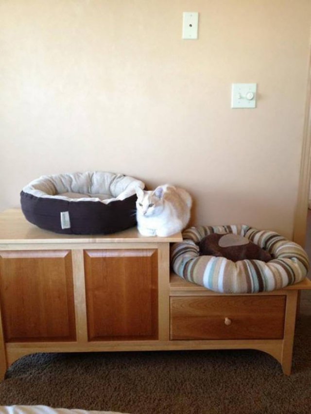 Cats Don't Care About Gifts (22 pics)