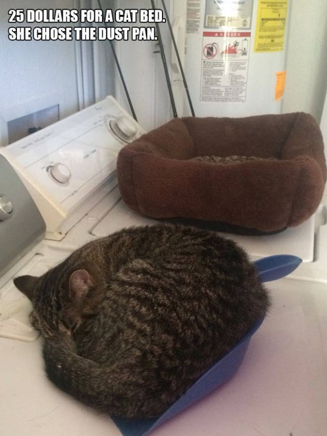 Cats Don't Care About Gifts (22 pics)