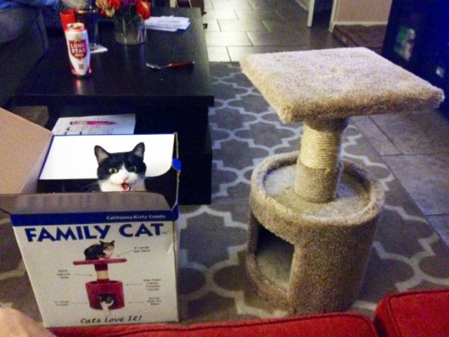 Cats Don't Care About Gifts (22 pics)