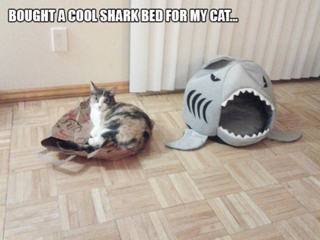 Cats Don't Care About Gifts (22 pics)