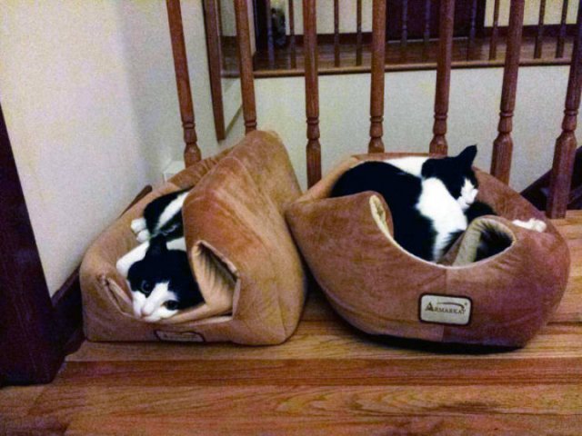 Cats Don't Care About Gifts (22 pics)