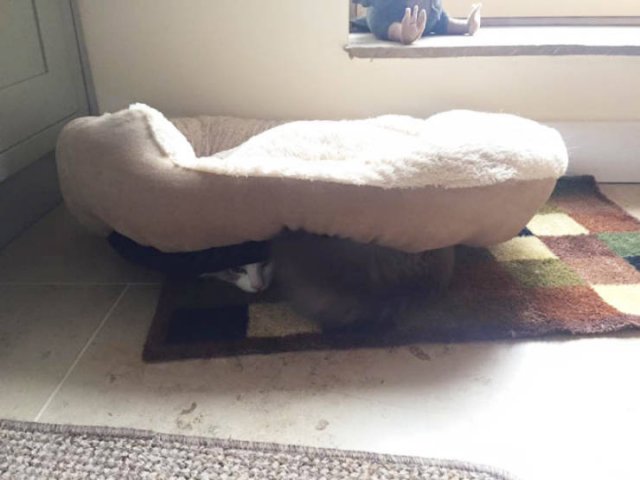 Cats Don't Care About Gifts (22 pics)