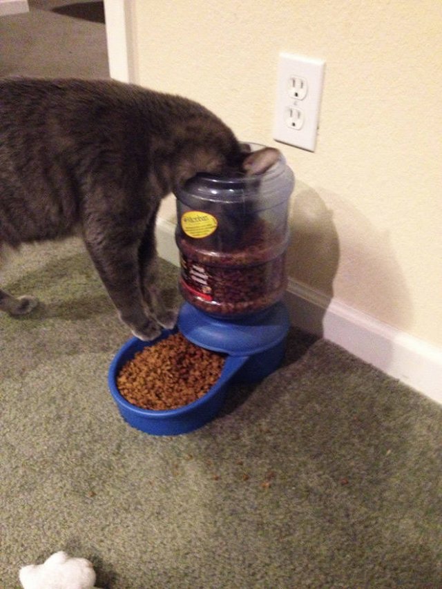 Cats Don't Care About Gifts (22 pics)
