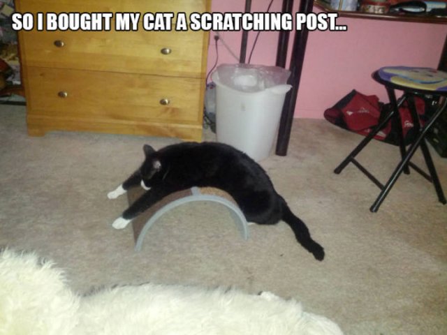 Cats Don't Care About Gifts (22 pics)