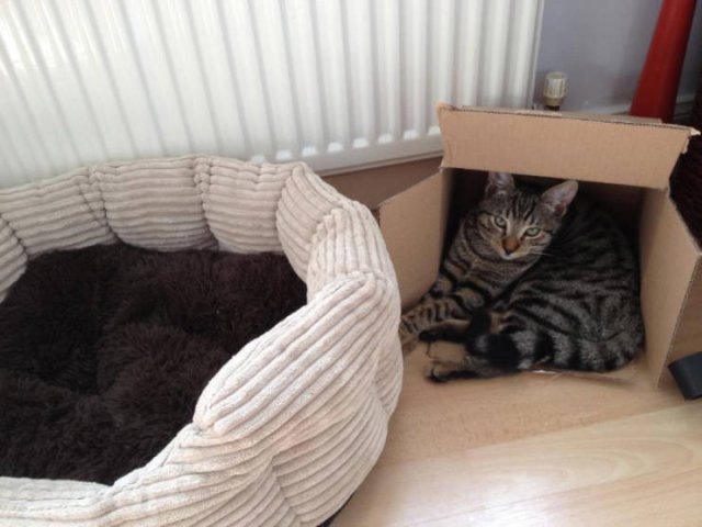 Cats Don't Care About Gifts (22 pics)